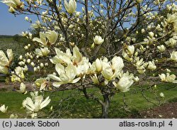 Magnolia denudata Yellow River