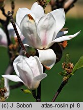 Magnolia ×soulangiana Alba Superba