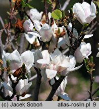 Magnolia ×soulangiana Alba Superba