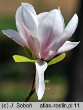 Magnolia ×soulangiana Alexandrina