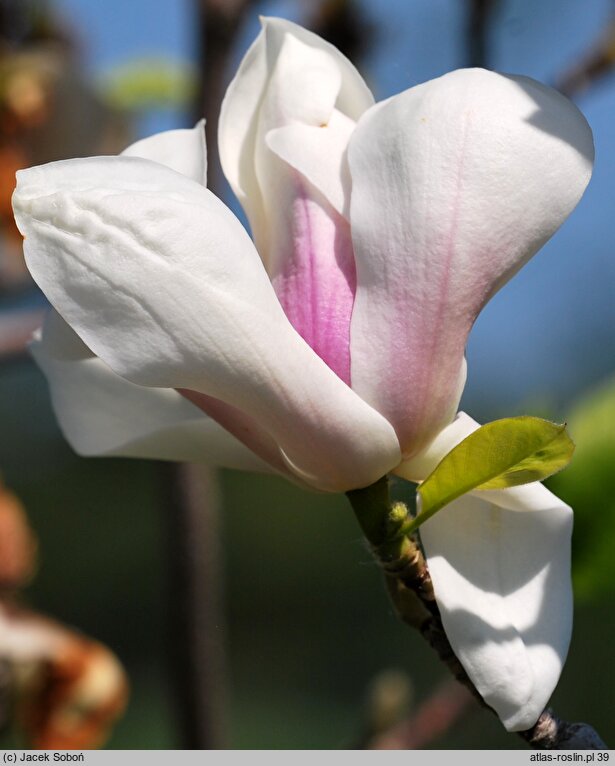 Magnolia ×soulangiana Brozzonii