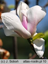 Magnolia ×soulangiana Brozzonii