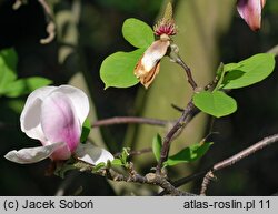 Magnolia ×soulangiana Burgundy