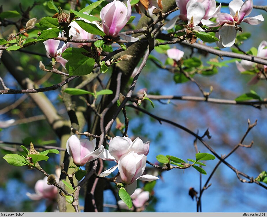 Magnolia ×soulangiana Burgundy