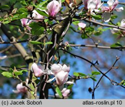 Magnolia ×soulangiana Burgundy