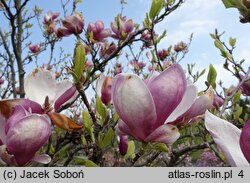 Magnolia Lombardy Rose