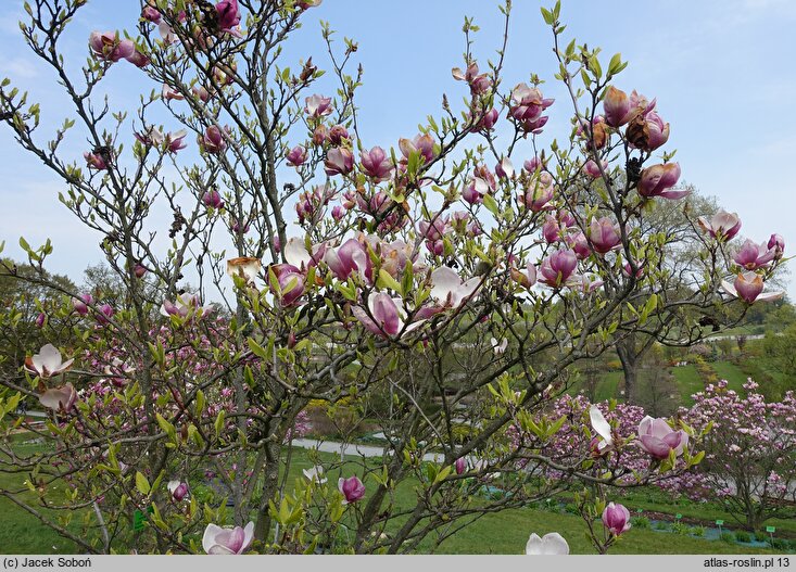 Magnolia Lombardy Rose