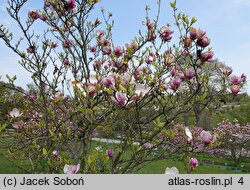 Magnolia Lombardy Rose