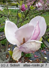 Magnolia Lombardy Rose