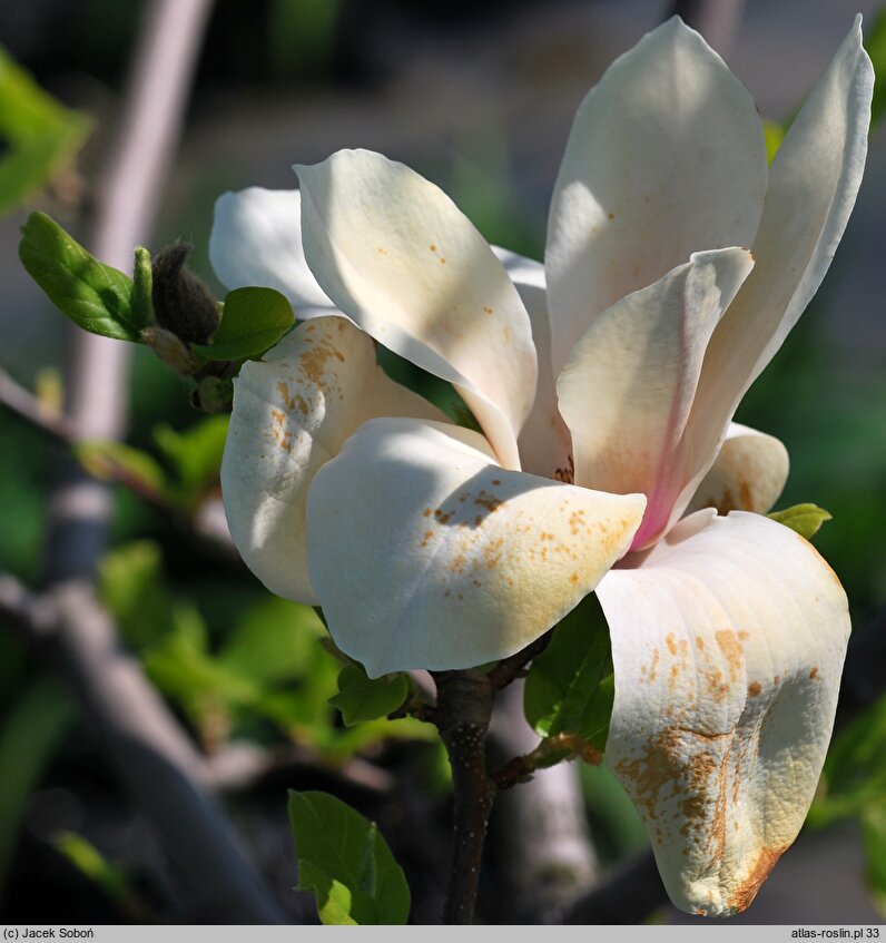 Magnolia Red Lucky