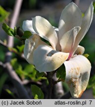 Magnolia Red Lucky