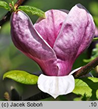 Magnolia ×soulangiana Rustica Rubra