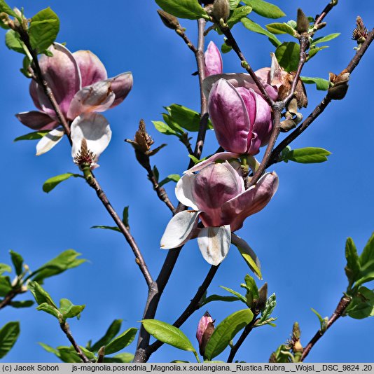 Magnolia ×soulangiana Rustica Rubra