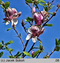 Magnolia ×soulangiana Rustica Rubra