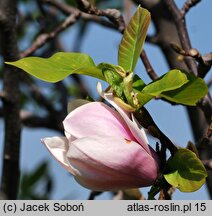 Magnolia ×soulangiana San Jose