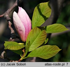 Magnolia ×soulangiana San Jose