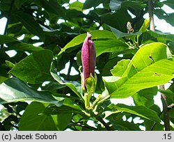 Magnolia liliflora