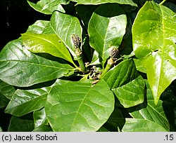 Magnolia liliflora