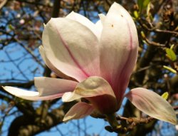 Magnolia ×soulangiana Alexandrina