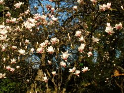 Magnolia ×soulangiana Alexandrina