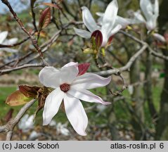 Magnolia salicifolia (magnolia wierzbolistna)