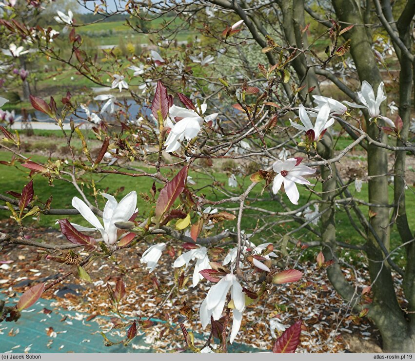 Magnolia salicifolia (magnolia wierzbolistna)