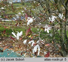 Magnolia salicifolia (magnolia wierzbolistna)