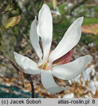 Magnolia salicifolia (magnolia wierzbolistna)