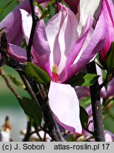 Magnolia Betty