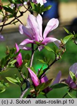 Magnolia Betty