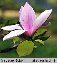 Magnolia Full Eclipse