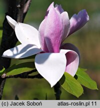 Magnolia Full Eclipse