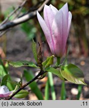 Magnolia Heaven Scent