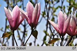 Magnolia Heaven Scent