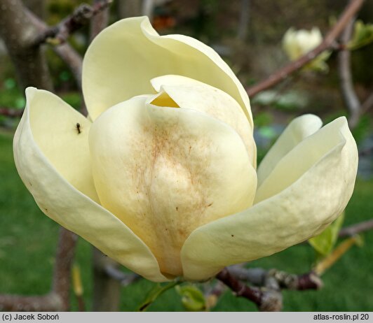 Magnolia Honey Tulip