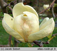 Magnolia Honey Tulip