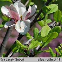 Magnolia Lombardy Rose