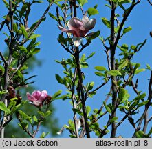 Magnolia Lombardy Rose