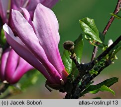 Magnolia Orchid