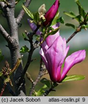 Magnolia Orchid