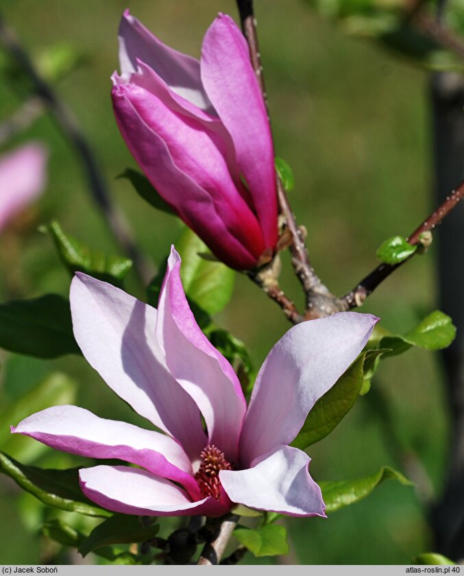 Magnolia Orchid