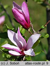 Magnolia Orchid