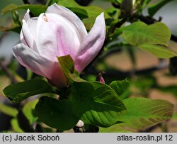 Magnolia Peppermint Stick