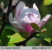 Magnolia Peppermint Stick