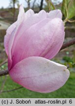 Magnolia Pink Beauty x Genie