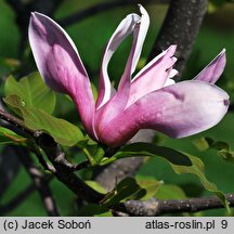 Magnolia Royal Crown