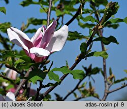 Magnolia Royal Crown