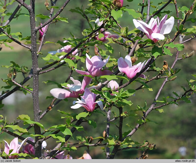 Magnolia Royal Crown