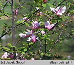 Magnolia Royal Crown