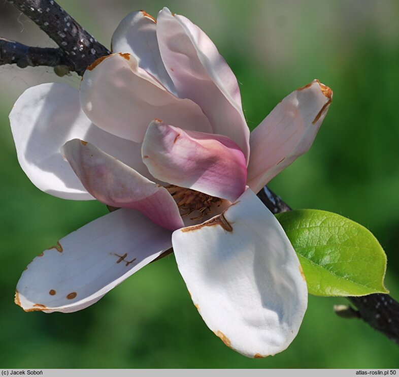 Magnolia Satisfaction